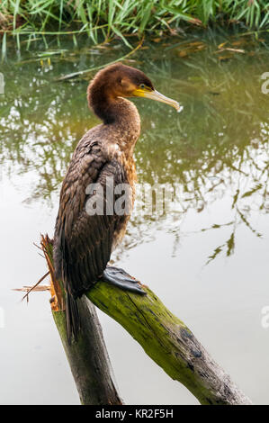 Eine junge Shag sitzt und ruhen auf einer Stange, während mit Blick auf das Wasser. Stockfoto