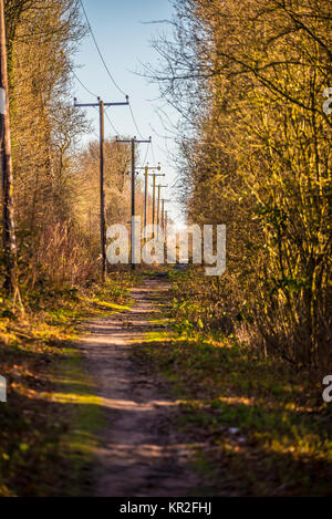 Flitch Weise Recht der Öffentlichkeit Weg Wanderweg reitweg Radweg am Anschluss Bett von Braintree zu Bishop's Stortford Bahnstrecke. Herbst Farben Stockfoto