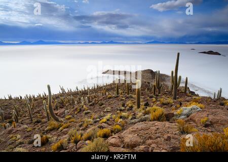 Kakteen (echinopsis Atacamensis) auf der Insel Isla Pescado im Salzsee Salar de Uyuni, Uyuni, Potosi, Bolivien Stockfoto