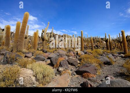 Kakteen (echinopsis Atacamensis) auf der Insel Isla Incahuasi im Salzsee Salar de Uyuni, Uyuni, Potosi, Bolivien Stockfoto