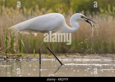 Silberreiher (Ardea alba), steht im Wasser mit Beute Fisch im Schnabel, Nationalpark Kiskunsag, Ungarn Stockfoto