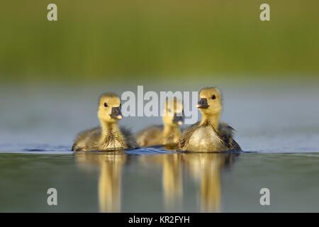 Drei kleine Graugänse (Anser anser), Küken, Schwimmen, Nationalpark Kiskunsag, Ungarn Stockfoto