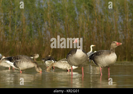 Graugänse (Anser anser), auf der Suche nach Essen im flachen Wasser, Nationalpark Kiskunsag, Ungarn Stockfoto