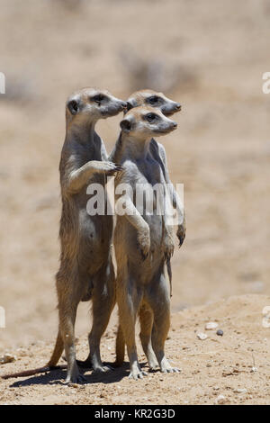 Stehendes Erdmännchen (suricata Suricatta), auf der Hut, Kgalagadi Transfrontier Park, Northern Cape, Südafrika Stockfoto