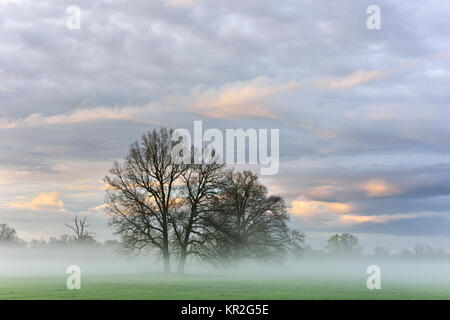 Bäume in der Morgendämmerung, Morgennebel im Biosphärenreservat Mittlere Elbe, Sachsen-Anhalt, Deutschland Stockfoto