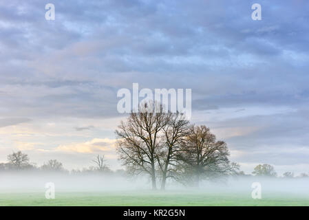 Bäume in der Morgendämmerung, Morgennebel im Biosphärenreservat Mittlere Elbe, Sachsen-Anhalt, Deutschland Stockfoto