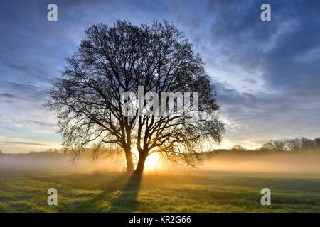 Sonnenaufgang Bäume, Nebel im Biosphärenreservat Mittlere Elbe, Sachsen-Anhalt, Deutschland Stockfoto