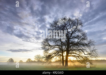 Sonnenaufgang Bäume, Nebel im Biosphärenreservat Mittlere Elbe, Sachsen-Anhalt, Deutschland Stockfoto