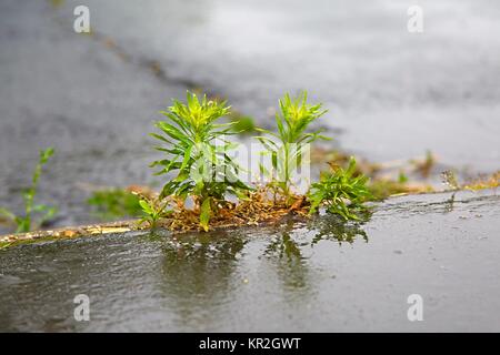 Unkraut wächst Bürgersteig Risse Stockfoto