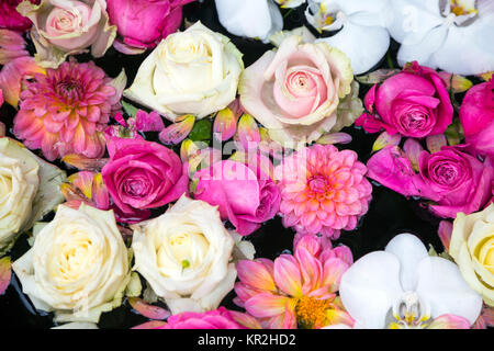 Floral background in Pink und Weiß Stockfoto