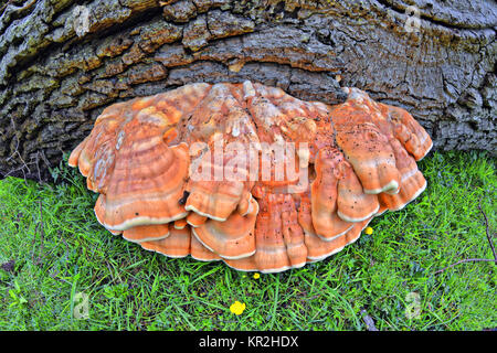 Das Huhn von den Wäldern Pilz (Laetiporus sulfureus) Stockfoto