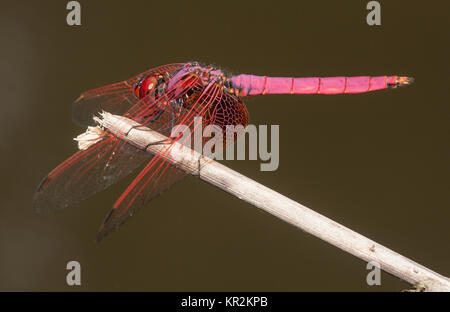 Männliche Trithemis Aurora - der Crimson marsh Segelflugzeug Dragonfly - auf einen Stock über einem Teich in Chongqing, China thront. Stockfoto