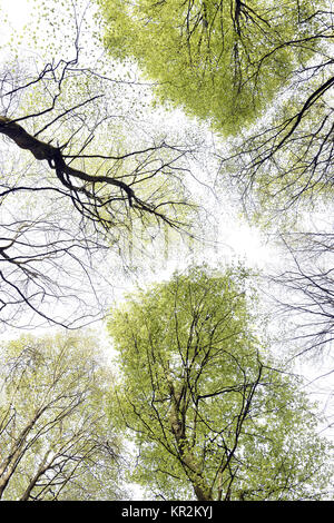 Buche Vordach abstrakt, Hampshire, England Stockfoto