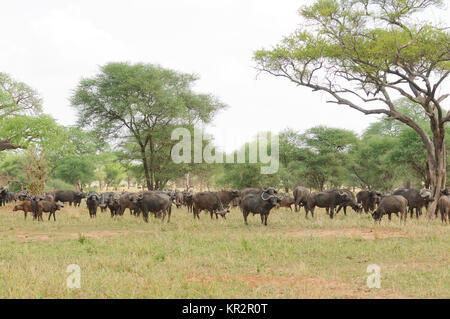 Nahaufnahme von Buffalo (Wissenschaftlicher Name: Syncerus Caffer oder 'Nyati oder Mbogo" in Swaheli) Bild auf Safari in die Serengeti/Tarangire, Lake Ma Stockfoto