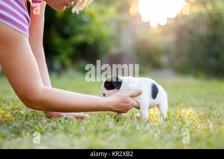 Frau Obacht über Jack Russell Terrier Welpen im Garten Stockfoto