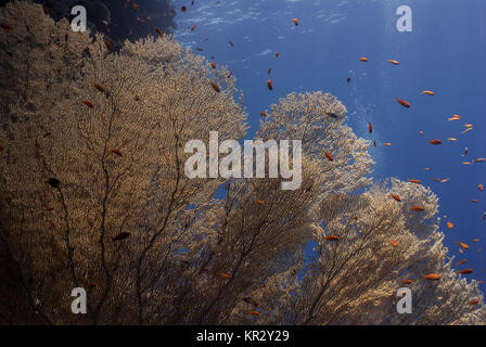 Riesige Gorgonien, Annella Mollis, Subergorgiidae, Sharm el-Sheikh, Rotes Meer, Ägypten Stockfoto