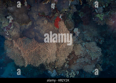 Riesige Gorgonien, Annella Mollis, Subergorgiidae, Sharm el-Sheikh, Rotes Meer, Ägypten Stockfoto