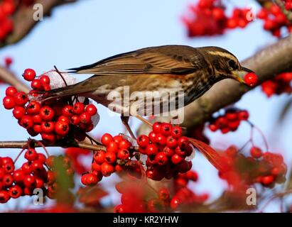 Soor Berry Bonanza Stockfoto