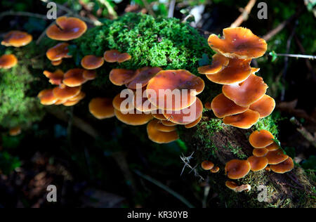 Haltbares Holz-schaft Pilze wachsen auf einem gefallenen Baumstamm Stockfoto