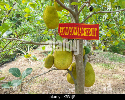 Jackfruit in einem Obstgarten im Mekong Delta im Süden Vietnams wachsende Stockfoto