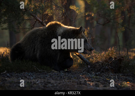 Braun Bearr (Ursus arctos), Lügen, Ruhen im Unterholz der boreale Nadelwald, ersten Morgen leichtes, weiches Hintergrundbeleuchtung, schönes Licht , Europa. Stockfoto