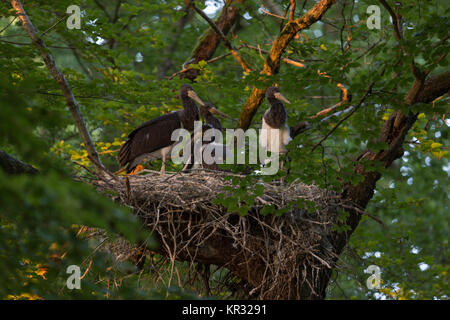 Schwarzer Storch/Störche (Ciconia nigra), jungen Küken im Sitzen, im Stehen in ihrem Nest, in eine Baumkrone einer Buche versteckte, fast Flügge, Wildlife, Europa Stockfoto