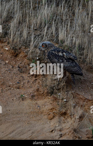 Uhu (Bubo bubo), junge, sitzen in der Steigung einer Kiesgrube, in der Dämmerung, Dunkelheit, sehen, orange leuchtenden Augen, Wildlife, Europa. Stockfoto