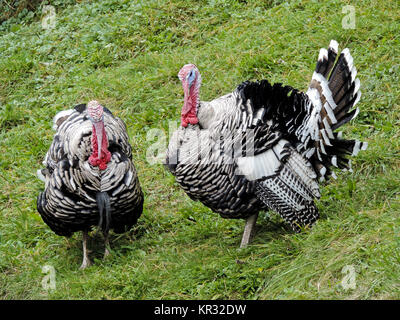 Inland TÜRKEI, NATIONAL FARM MUSEUM, COOPERSTOWN, NEW YORK Stockfoto