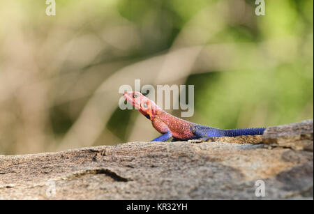 Nahaufnahme von Agama Lizard (Wissenschaftlicher Name: Agama agama oder "jusi kafiri" in Swaheli) Bild auf Safari im Serengeti National Park, Tanz Stockfoto