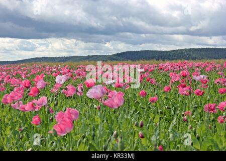 Schlafmohn (Papaver somniferum) in germerode am Meißner Stockfoto