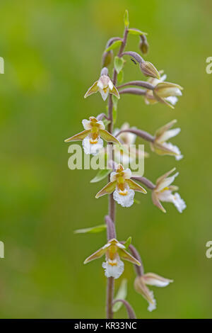 Marsh helleborine Stockfoto