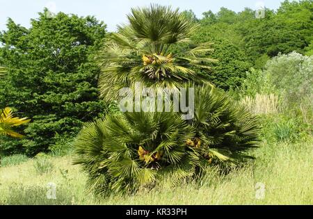 Klare Natur in Mussera, Abchasien Stockfoto