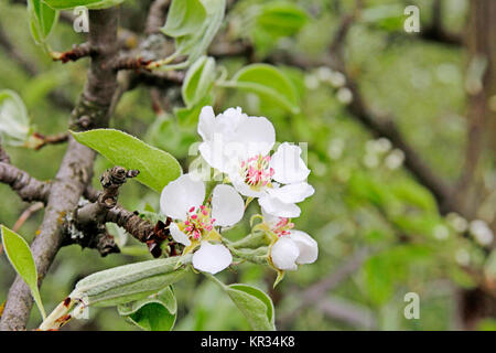 Apfelbaum in der Blüte im Frühjahr Stockfoto