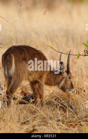 Junge männliche Wasserböcke (Kobus ellipsiprymnus) Fütterung in den Tarangire Nationalpark, Tansania Stockfoto