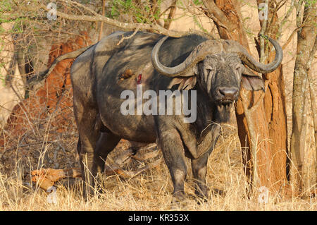 Nahaufnahme von Buffalo (Wissenschaftlicher Name: Syncerus Caffer oder 'Nyati oder Mbogo" in Swaheli) Bild auf Safari in die Serengeti/Tarangire, Lake Ma Stockfoto