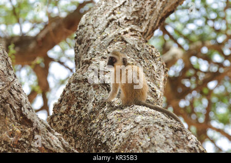 Meerkatze (Wissenschaftlicher Name: cercopthecus aethiops, oder Tumbiili in Swaheli), Aufnahme auf Safari in der Serengeti/Lake Manyara, Tarangire, Ngorogoro crat Stockfoto