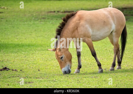 Przewalski Pferd auf einer Lichtung Stockfoto