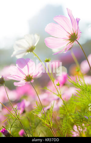 Kosmos-Blume Stockfoto