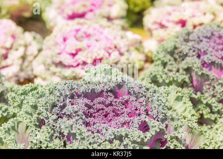 In der Nähe von frischem Kohl (Brassica oleracea) Pflanze Blätter Stockfoto