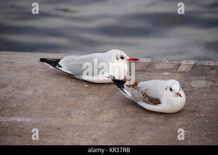 Möwen in Hamburg auf der Binnenalster Stockfoto