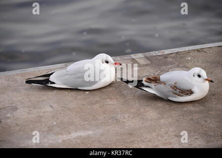 Möwen in Hamburg auf der Binnenalster Stockfoto