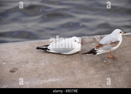 Möwen in Hamburg auf der Binnenalster Stockfoto