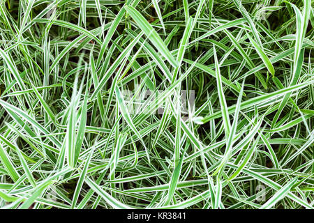 Grüne Blätter von dekorativen Carex Gras Stockfoto