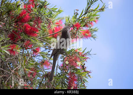 Wenig Wattle Vogel (Anthochaera chrysoptera) Ernährung in einer Flasche mit Pinsel (callistemon). Stockfoto