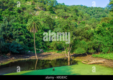 Wald Landschaft mit See in Sariska Nationalpark in Indien Stockfoto