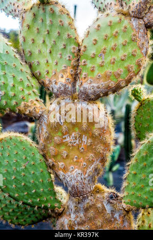 Cochenille mealy Bugs auf Kakteen Stockfoto