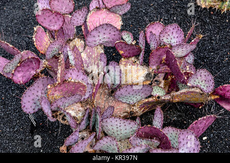 Cochenille mealy Bugs auf Kakteen Stockfoto