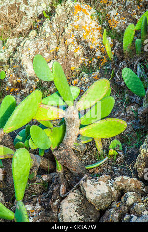 Detail der großen Kakteen Stockfoto