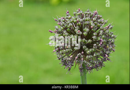 Eine grüne Zwiebel Porree Blume Blüte über grüne Stockfoto