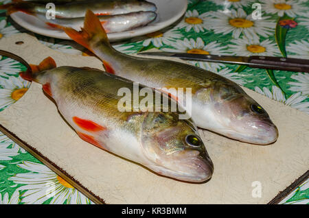 Frischer Fisch Barsch in der Küche Stockfoto